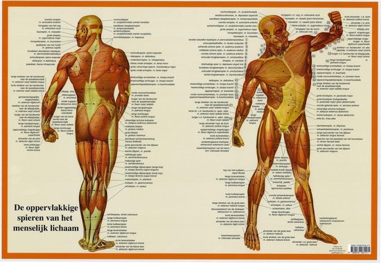 Anatomie
